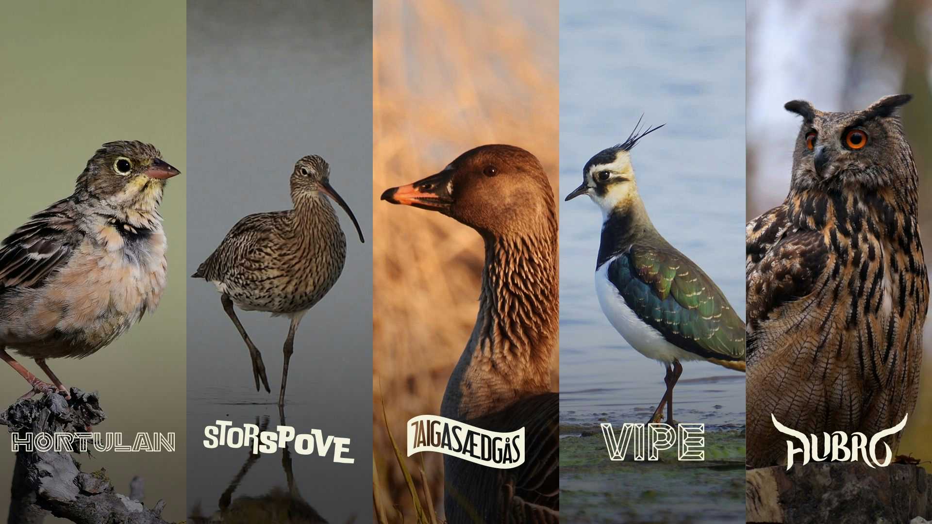 Fem fugler som er representert i The Last Tour, vårt samarbeid med Naturhistorisk museum